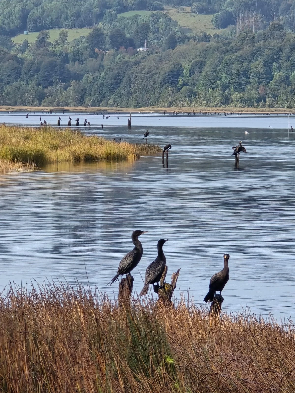 Aves silvestres en la ribera frente a Paraíso Wilkeco