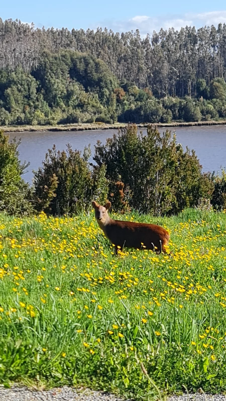 Fauna silvestre entre flores junto al agua en el entorno de Paraíso Wilkeco