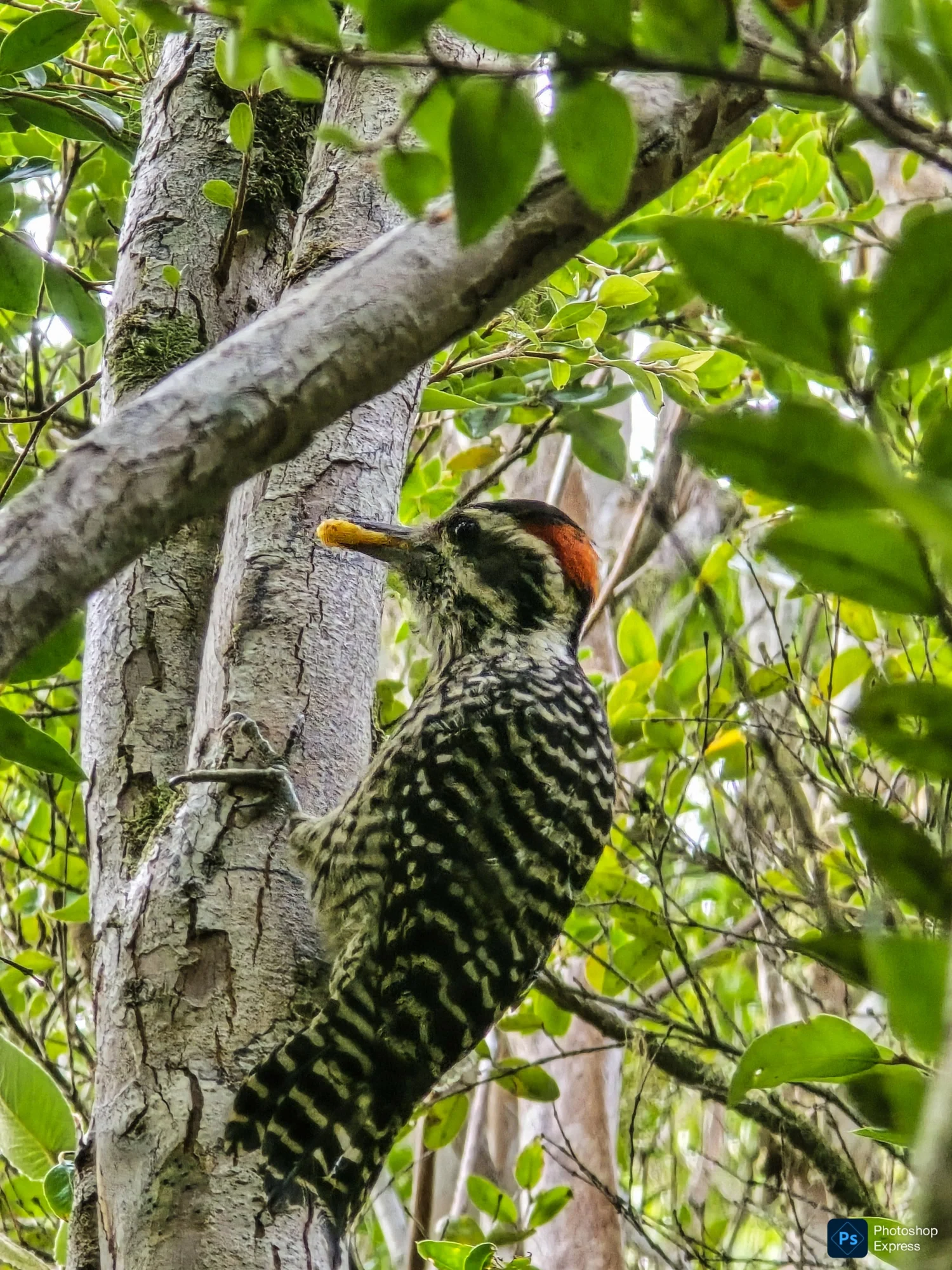 Ave silvestre observada en el bosque de Paraíso Wilkeco