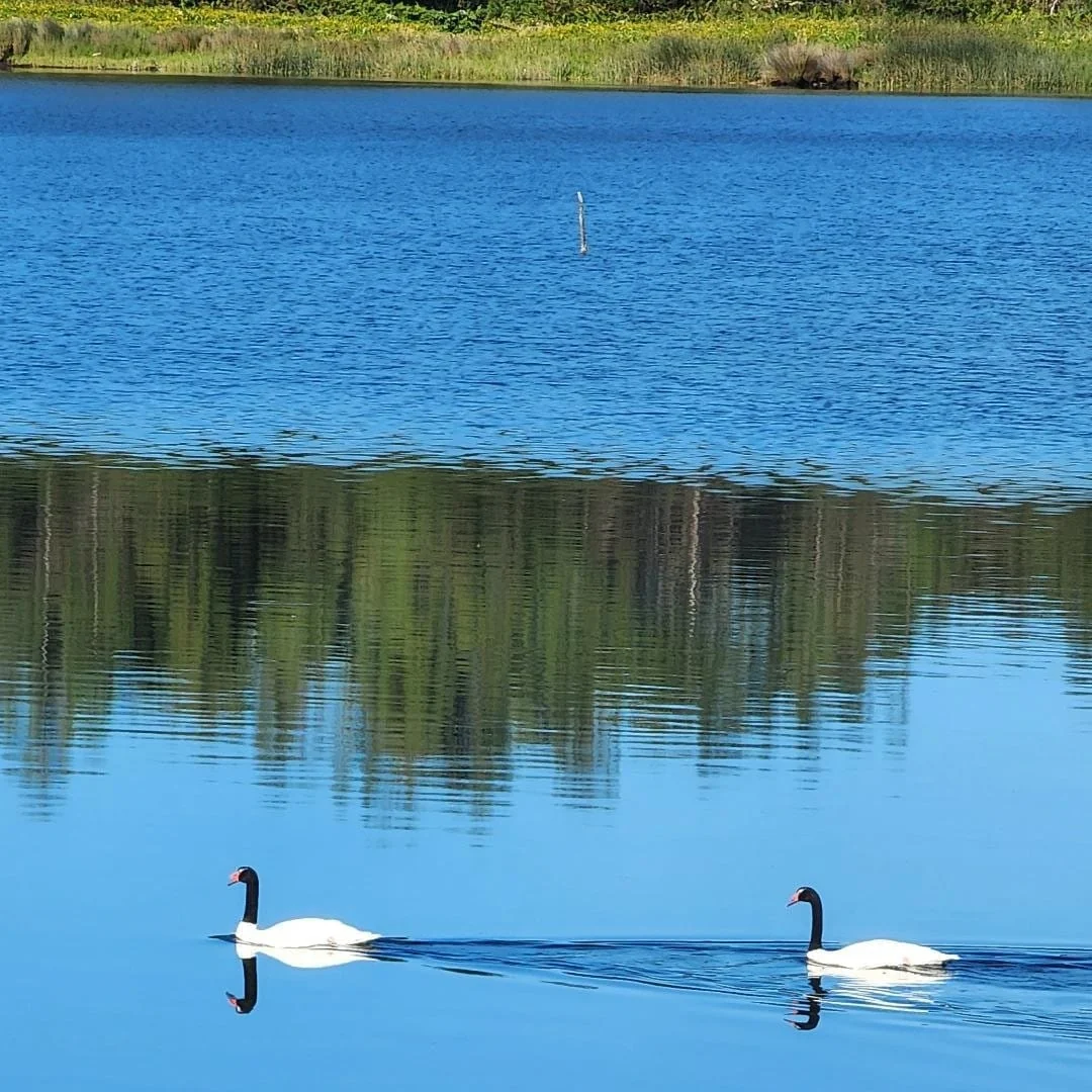 Aves sobre las aguas tranquilas del entorno de Paraíso Wilkeco