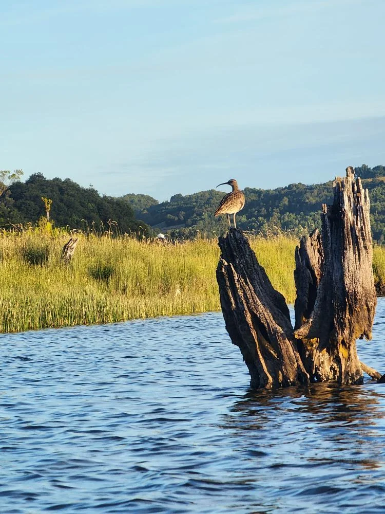 Humedal y troncos naturales junto al agua en el entorno de Paraíso Wilkeco