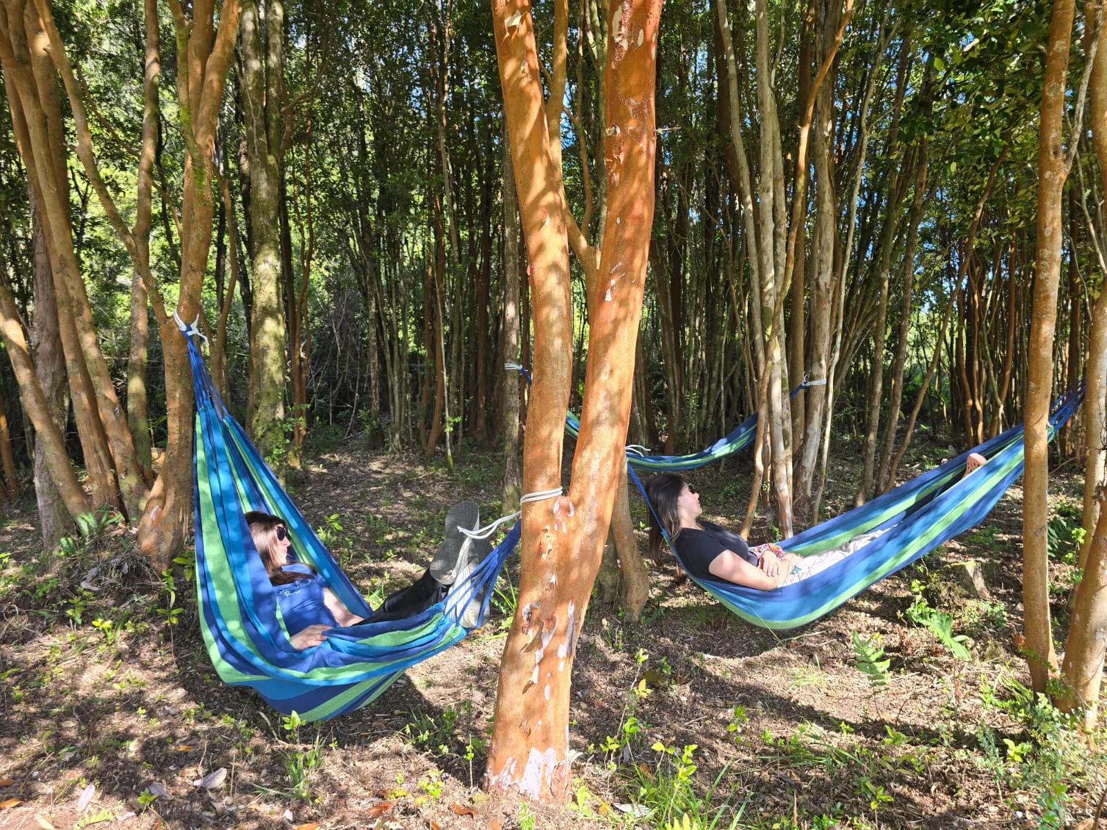 Hamacas entre árboles para descansar en Paraíso Wilkeco
