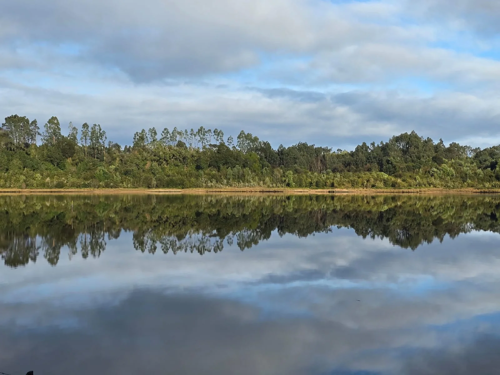 Paisaje de agua calma con reflejos del bosque y las nubes