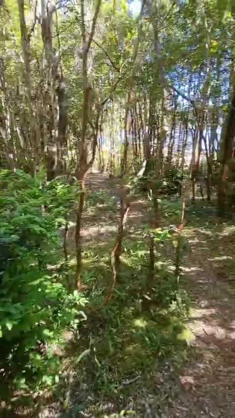 Video recorriendo un sendero entre bosque nativo en Paraíso Wilkeco